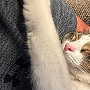 Gus is registered to the contest to win money with this photo: cat, sleeping, paw, close_up, human, arm, gray_shirt, texture, indoor, pet, cozy, resting, whiskers, pink_nose, fur, relaxed, animal, companion, cute, domestic