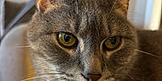 Gus joined the competition — help win amazing prizes! cat, gray_cat, close_up, pet, feline, whiskers, yellow_eyes, pink_collar, indoor, soft_texture, relaxed, animal, domestic_cat, fur, portrait, cute, lazy, comfortable, house_pet, cozy