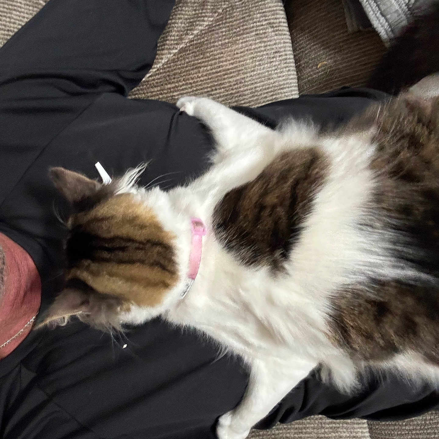 Gus joined the competition — help win amazing prizes! animal, black_clothing, casual, cat, closeup, collar, comfort, couch, domestic, feline, fur, indoor, person, pet, relaxation, resting, snuggle, striped_fur, texture, white_fur