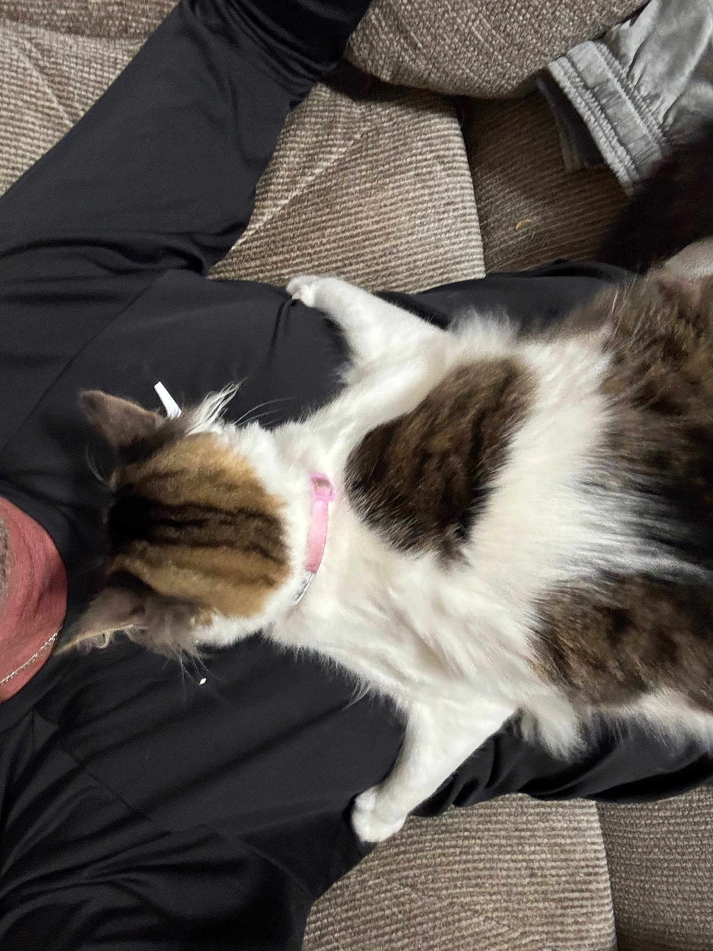 Gus