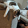 cat, couch, indoor, relaxed, furniture, person, legs, shorts, lamp, drink_cup, dairy_queen, wooden_floor, resting, tabby_cat, white_cat, cozy, home, living_room, casual, relaxation