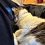cat, sleeping, fur, collar, person, black_clothing, couch, wooden_tray, can, coca_cola, indoor, resting, close_up, cozy, pet, domestic_animal, relaxation, feline, cute, comfort