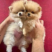 Tessa is registered to the contest to win money with this photo: puppy, dog, small_dog, fluffy, cute, pets, animal, hands, red_background, furry, adorable, young_dog, domestic_animal, companions, cuddly, two_puppies, holding, pink_skin, close_up, portrait