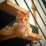 Agatha participe au concours pour gagner de l'argent avec cette photo : cat, orange_tabby, staircase, wood, metal_railings, pet, animal, cute, feline, indoor, paw, curious, relaxed, portrait, fur, whiskers, ears, home, cozy, loaf_pose