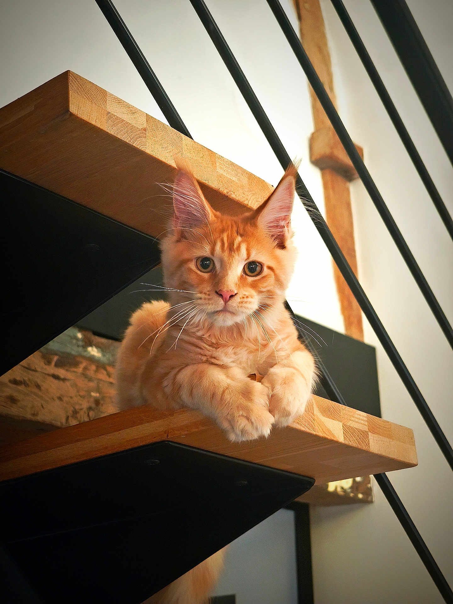 Agatha participe au concours pour gagner de l'argent avec cette photo : cat, orange_tabby, staircase, wood, metal_railings, pet, animal, cute, feline, indoor, paw, curious, relaxed, portrait, fur, whiskers, ears, home, cozy, loaf_pose