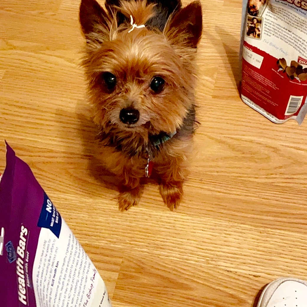 Minnie is registered to the contest to win money with this photo: australian_terrier, biewer_terrier, cairn_terrier, canidae, carnivore, companion_dog, dog, dog_breed, dog_clothes, mammal, morkie, norwich_terrier, puppy, rare_breed_dog, small_terrier, terrier, toy_dog, yorkipoo, yorkshire_terrier