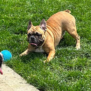 Loki is registered to the contest to win money with this photo: dog, french_bulldog, grass, play_bow, blue_ball, tongue_out, outdoor, pet, animal, canine, playful, sunny, greenery, sidewalk, paw, fur, companion, summer, cute, friendly