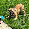 dog, french_bulldog, grass, play_bow, blue_ball, tongue_out, outdoor, pet, animal, canine, playful, sunny, greenery, sidewalk, paw, fur, companion, summer, cute, friendly