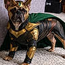 animal, armor, black_and_brown, brown_dog, canine, cape, carpet, cosplay, costume, cute, dog, french_bulldog, furry, golden_horns, heroic, indoor, loki, pet, portrait, standing