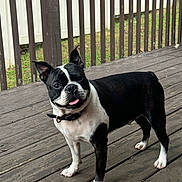 Thor joined the competition — help win amazing prizes! dog, boston_terrier, pet, canine, animal, tongue_out, collar, outdoor, wooden_deck, fence, grass, black_and_white, standing, happy, playful, ears_up, domestic_animal, mammal, companion, friendly