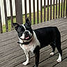 dog, boston_terrier, pet, canine, animal, tongue_out, collar, outdoor, wooden_deck, fence, grass, black_and_white, standing, happy, playful, ears_up, domestic_animal, mammal, companion, friendly