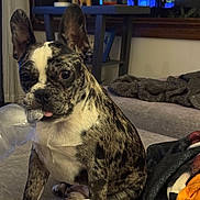 Hulk is registered to the contest to win money with this photo: dog, french_bulldog, puppy, brindle, indoor, couch, blanket, plastic, tongue_out, pet, cute, animal, living_room, furniture, domestic, ears_up, sitting, close_up, companion, cozy