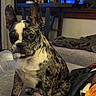 dog, french_bulldog, puppy, brindle, indoor, couch, blanket, plastic, tongue_out, pet, cute, animal, living_room, furniture, domestic, ears_up, sitting, close_up, companion, cozy