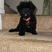 Kai joined the competition — help win amazing prizes! puppy, dog, black_dog, pet, stairs, carpet, collar, indoor, home, cute, small_dog, fluffy, animal, sitting, curious, decor, vase, flower, portrait, looking
