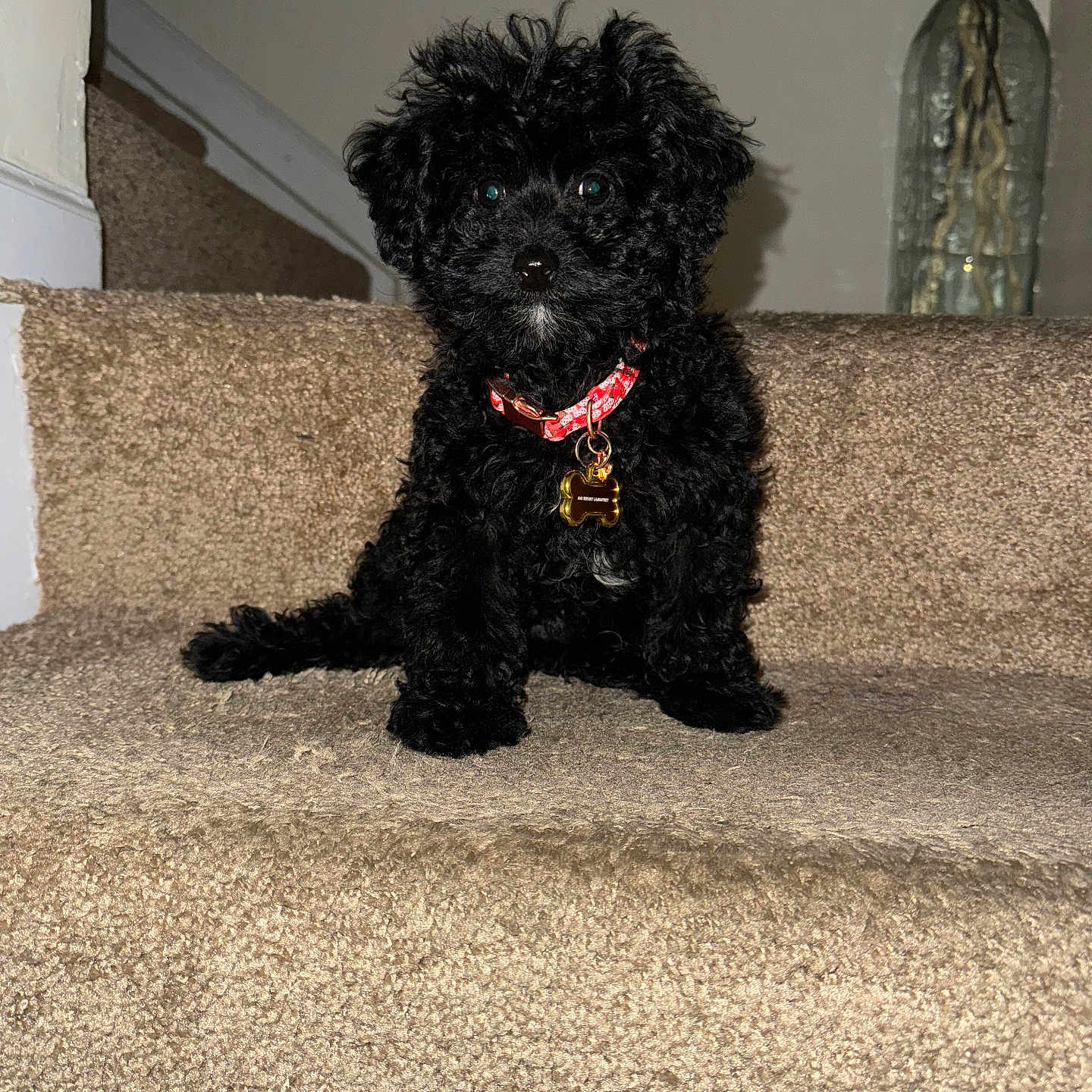 Kai joined the competition — help win amazing prizes! puppy, dog, black_dog, pet, stairs, carpet, collar, indoor, home, cute, small_dog, fluffy, animal, sitting, curious, decor, vase, flower, portrait, looking