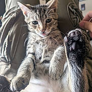 Anastasia joined the competition — help win amazing prizes! kitten, cat, paw, tabby, indoor, lap, person, pants, furry, pet, cute, closeup, animal, relaxed, whiskers, claws, home, legs, playful, domestic