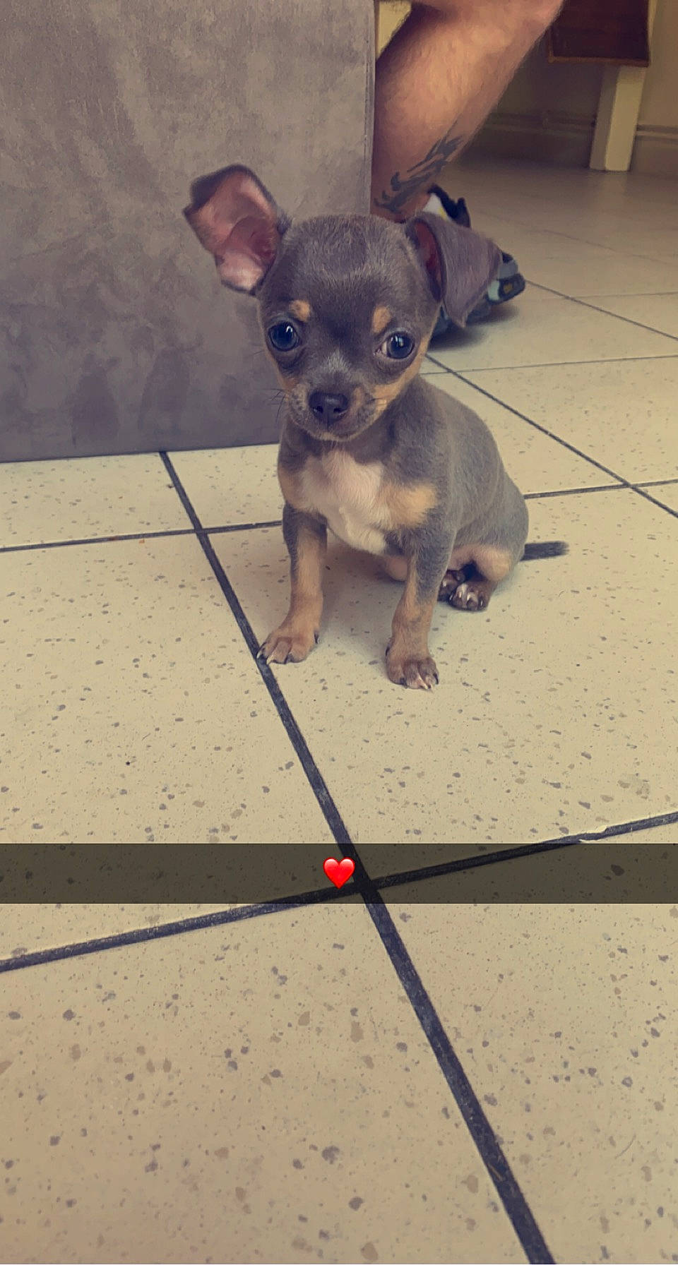 Saphira participe au concours pour gagner de l'argent avec cette photo : carnivore, chihuahua, collar, companion_dog, dog, dog_breed, dog_supply, eyewear, fawn, flooring, grey, metal, pattern, paw, pet_supply, snout, tail, toy_dog, whiskers, working_animal