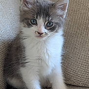 Balou a rejoint le concours — aidez-le/la à gagner de superbes lots ! kitten, cat, gray_and_white, blue_eyes, sitting, couch, indoor, pet, feline, fur, whiskers, cute, young, animal, portrait, close_up, curious, soft_light, texture, cozy