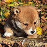 Tokyo a rejoint le concours — aidez-le/la à gagner de superbes lots ! fox, fox_kit, wildlife, animal, mammal, fur, fluffy, outdoor, forest, woodland, autumn, leaves, moss, log, nature, close_up, portrait, brown_fur, black_nose, cute