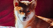 Tokyo participe au concours pour gagner de l'argent avec cette photo : dog, canine, fox_like, shiba_inu, red_coat, white_chest, pointed_ears, dark_eyes, lying_down, resting, blanket, bed, indoor, portrait, close_up, sunlight, warm_lighting, red_background, fur, pet