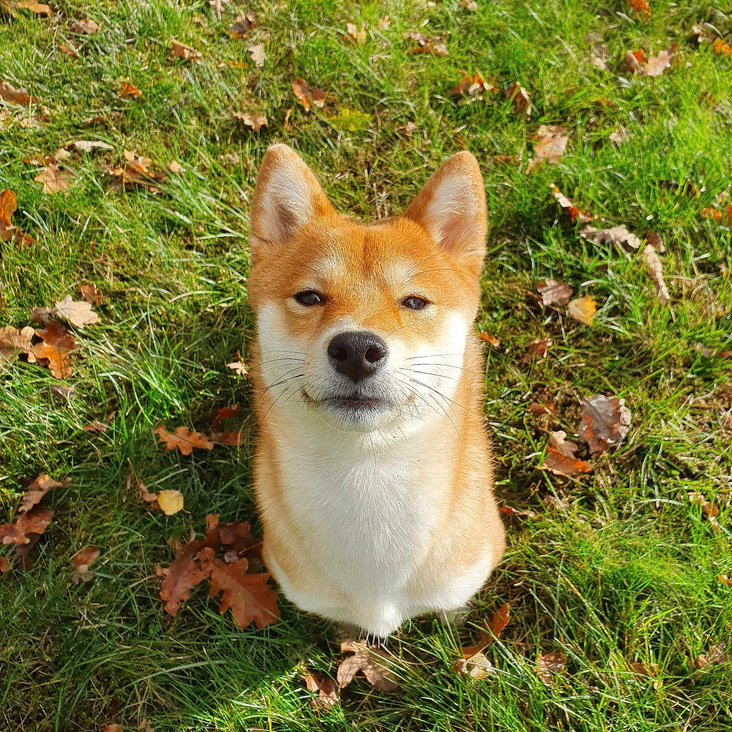 Tokyo participe au concours pour gagner de l'argent avec cette photo : dog, shiba_inu, canine, pet, animal, portrait, outdoor, grass, lawn, autumn, fallen_leaves, orange_fur, white_fur, sitting, looking_at_camera, pointed_ears, black_nose, whiskers, nature, close_up