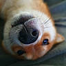 Tokyo a rejoint le concours — aidez-le/la à gagner de superbes lots ! dog, canine, pet, animal, nose, snout, whiskers, fur, white_fur, brown_fur, close_up, macro, portrait, face, eye, curious, funny, indoor, soft_focus, camera