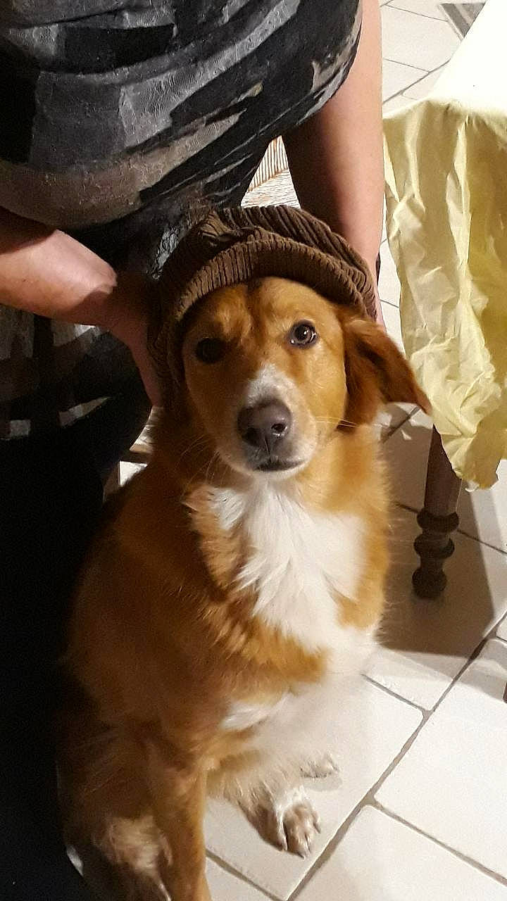 Loulou a rejoint le concours — aidez-le/la à gagner de superbes lots ! ancient_dog_breeds, canidae, carnivore, collar, companion_dog, dog, dog_breed, dog_collar, fawn, flooring, fur, hat, leash, plastic_bag, puppy, snout, sporting_group, whiskers, working_animal, working_dog