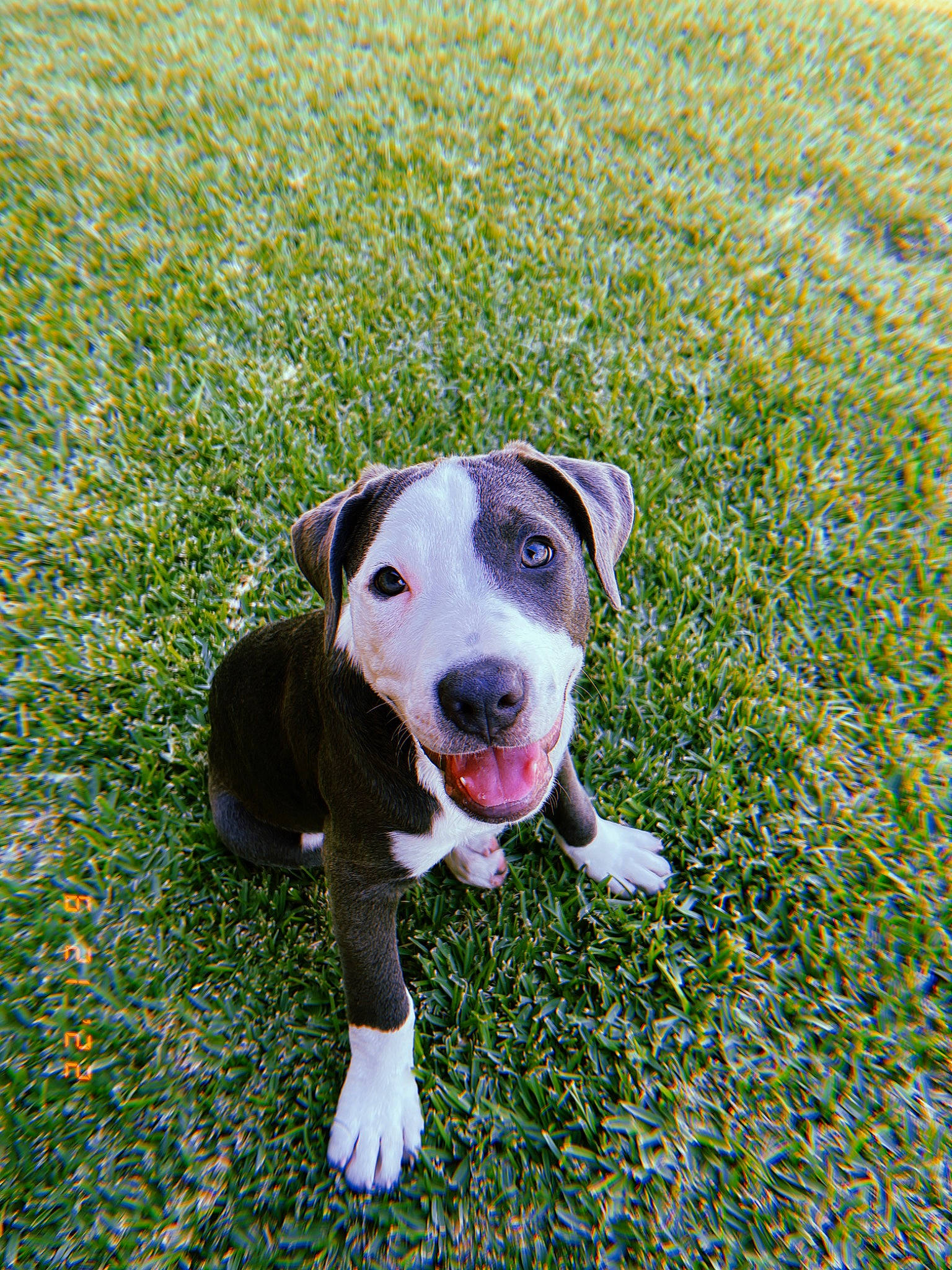 Draco is registered to the contest to win money with this photo: canidae, carnivore, circle, collar, companion_dog, dog, dog_breed, dog_supply, field, grass, grassland, groundcover, hunting_dog, non_sporting_group, people_in_nature, pet_supply, plant, sporting_group, tail, working_animal