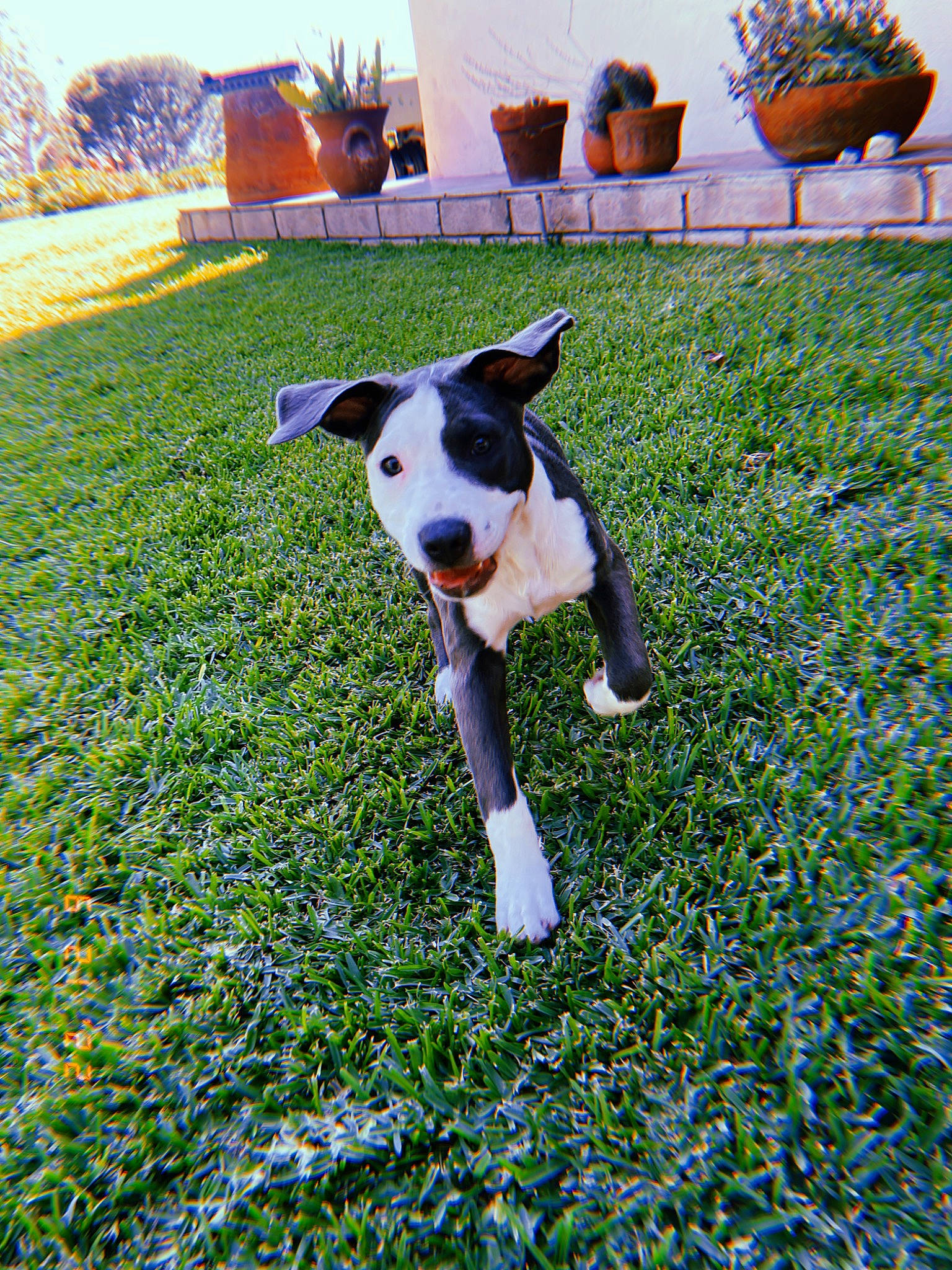 Draco is registered to the contest to win money with this photo: carnivore, companion_dog, dog, dog_breed, field, grass, grass_family, grassland, green, groundcover, landscape, lawn, leaf, meadow, people_in_nature, plant, sky, tail, tree, vertebrate