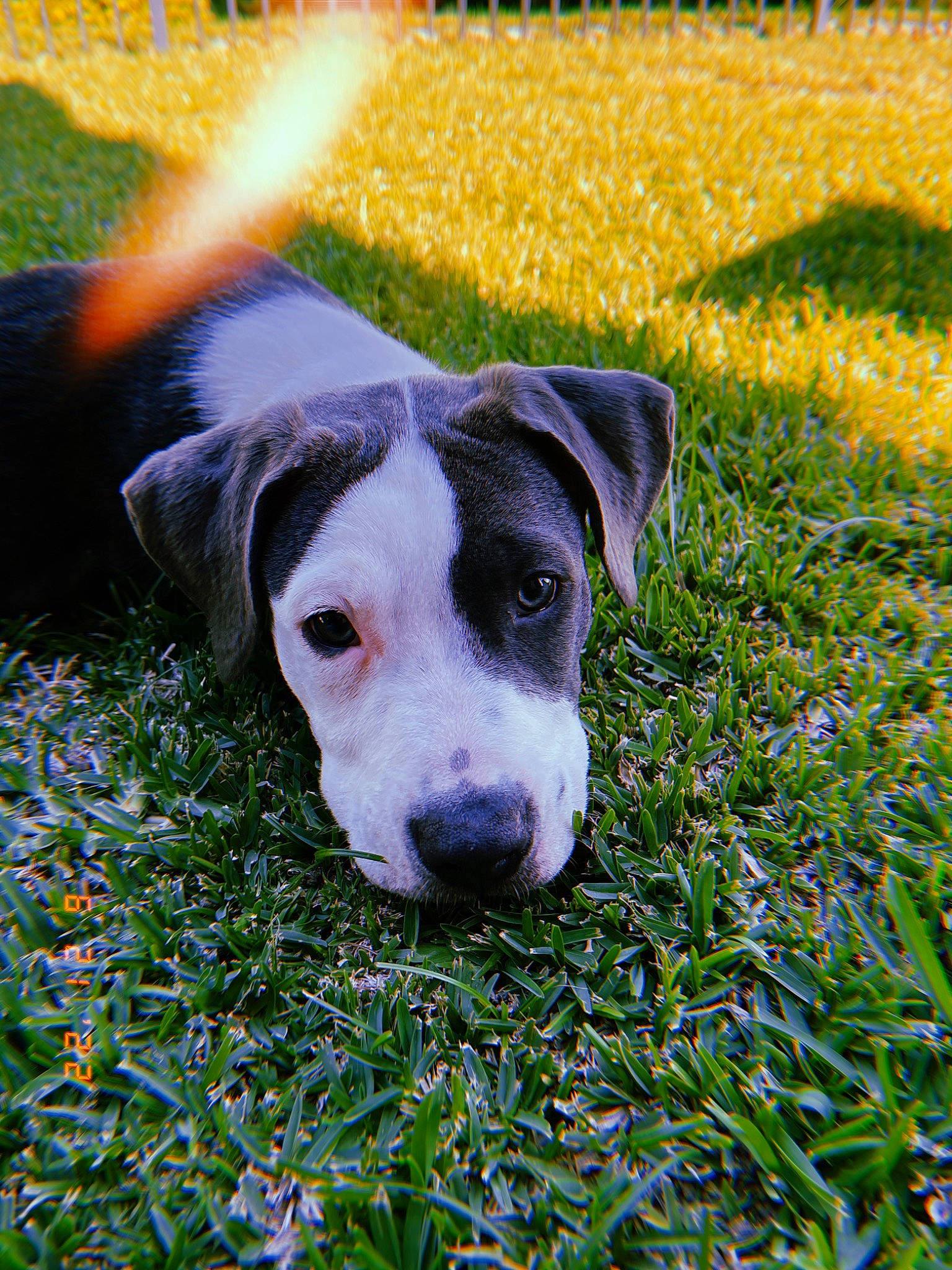 Draco joined the competition — help win amazing prizes! canidae, carnivore, companion_dog, dog, dog_breed, grass, grassland, groundcover, hunting_dog, lawn, pasture, people_in_nature, plant, prairie, snout, sporting_group, whiskers, working_animal