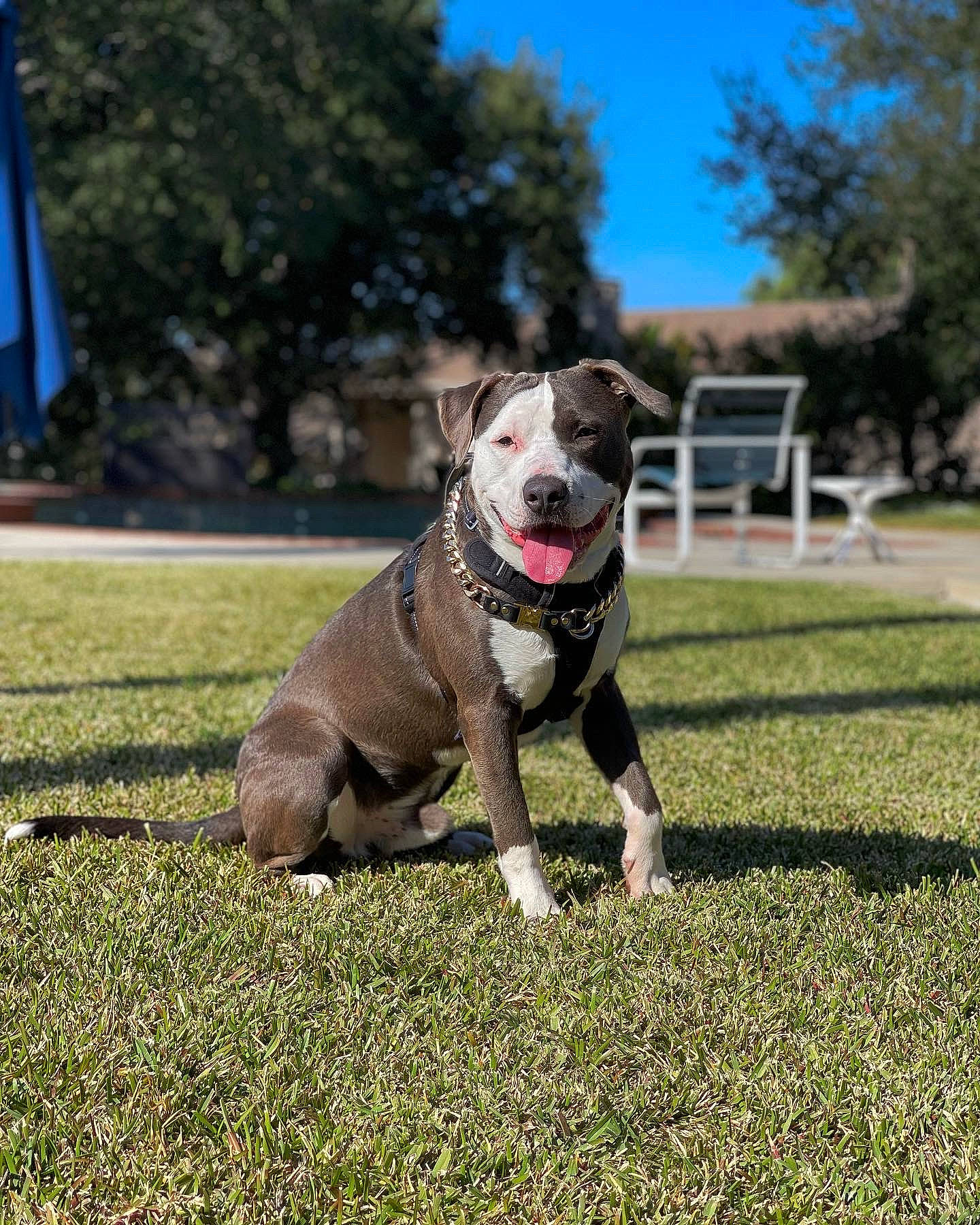 Draco is registered to the contest to win money with this photo: ball, bull_and_terrier, bulldog, carnivore, collar, companion_dog, dog, dog_breed, dog_collar, dog_supply, grass, molosser, pet_supply, plant, sky, sporting_group, tail, toy, tree, working_animal