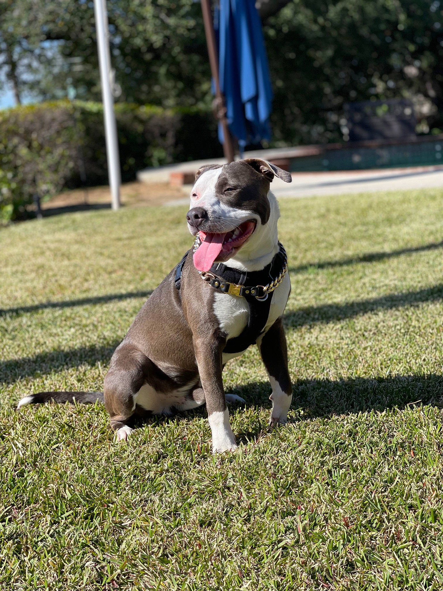 Draco joined the competition — help win amazing prizes! canidae, carnivore, collar, companion_dog, dog, dog_breed, dog_collar, dog_supply, fashion_accessory, fawn, grass, guard_dog, leash, non_sporting_group, pet_supply, plant, sporting_group, tail, tree, working_dog