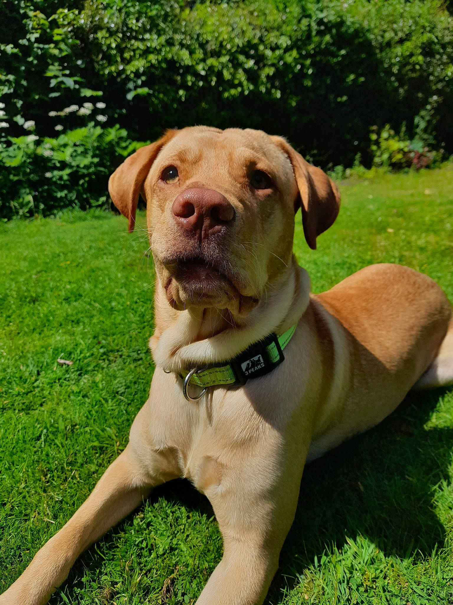 Ragnar joined the competition — help win amazing prizes! canidae, carnivore, collar, companion_dog, dog, dog_breed, dog_collar, fawn, grass, liver, molosser, non_sporting_group, pet_supply, plant, snout, sporting_group, tree, working_animal, working_dog, wrinkle