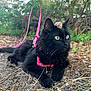 Fluffy participe au concours pour gagner de l'argent avec cette photo : cat, black_cat, outdoor, nature, snail_shell, pink_harness, leash, animal, pet, grass, leaves, dirt, forest, wildlife, close_up, feline, relaxed, curious, wild, adventure