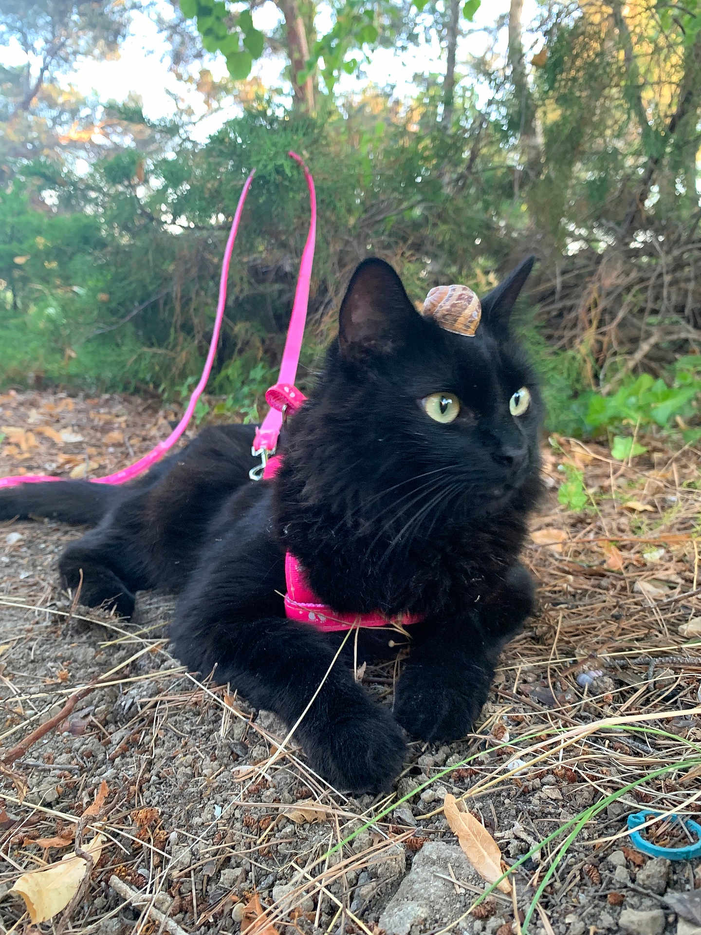 Fluffy participe au concours pour gagner de l'argent avec cette photo : cat, black_cat, outdoor, nature, snail_shell, pink_harness, leash, animal, pet, grass, leaves, dirt, forest, wildlife, close_up, feline, relaxed, curious, wild, adventure