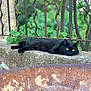 black_cat, cat, animal, pet, outdoor, greenery, leaves, rusty_fence, concrete, resting, relaxed, nature, metal, rust, background, closeup, portrait, daylight, feline, curious