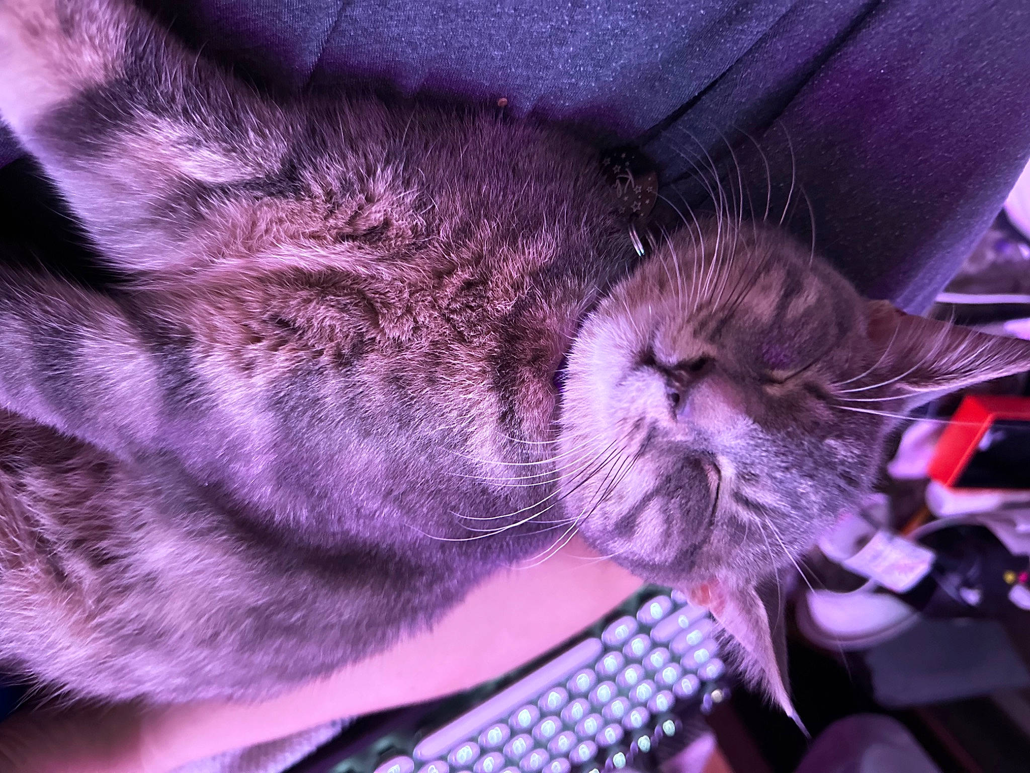 Khloe joined the competition — help win amazing prizes! carnivore, cat, claw, close_up, comfort, domestic_short_haired_cat, electric_blue, fawn, felidae, fur, human_leg, lap, magenta, paw, purple, small_to_medium_sized_cats, snout, tail, whiskers, wrinkle