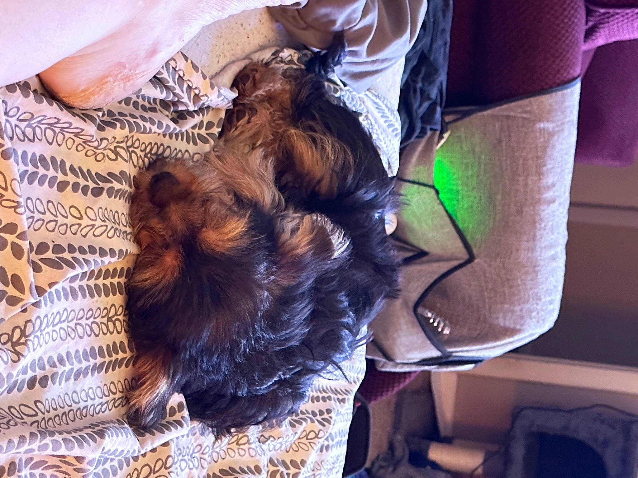 Finn is registered to the contest to win money with this photo: brown_hair, carnivore, comfort, companion_dog, dog, dog_breed, fashion_accessory, fawn, felidae, fur, hair_coloring, human_leg, liver, long_hair, small_terrier, snout, sporting_group, terrier, toy_dog, tree