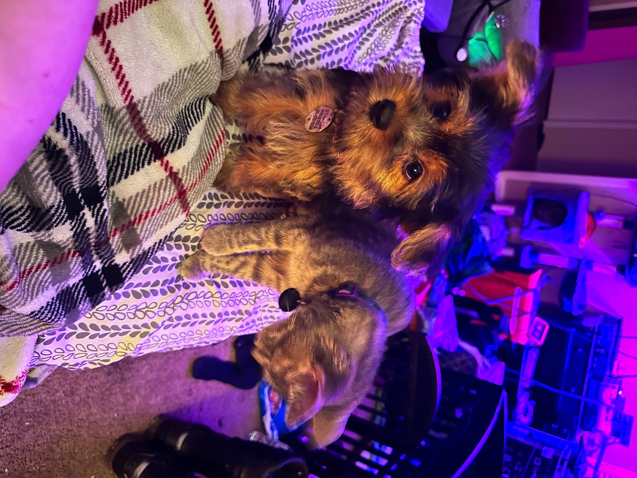 Finn is registered to the contest to win money with this photo: blue, carnivore, companion_dog, dog, dog_breed, dog_clothes, dog_supply, electric_blue, event, fun, fur, light, magenta, purple, small_terrier, sporting_group, tartan, terrier, toy_dog, welsh_terrier