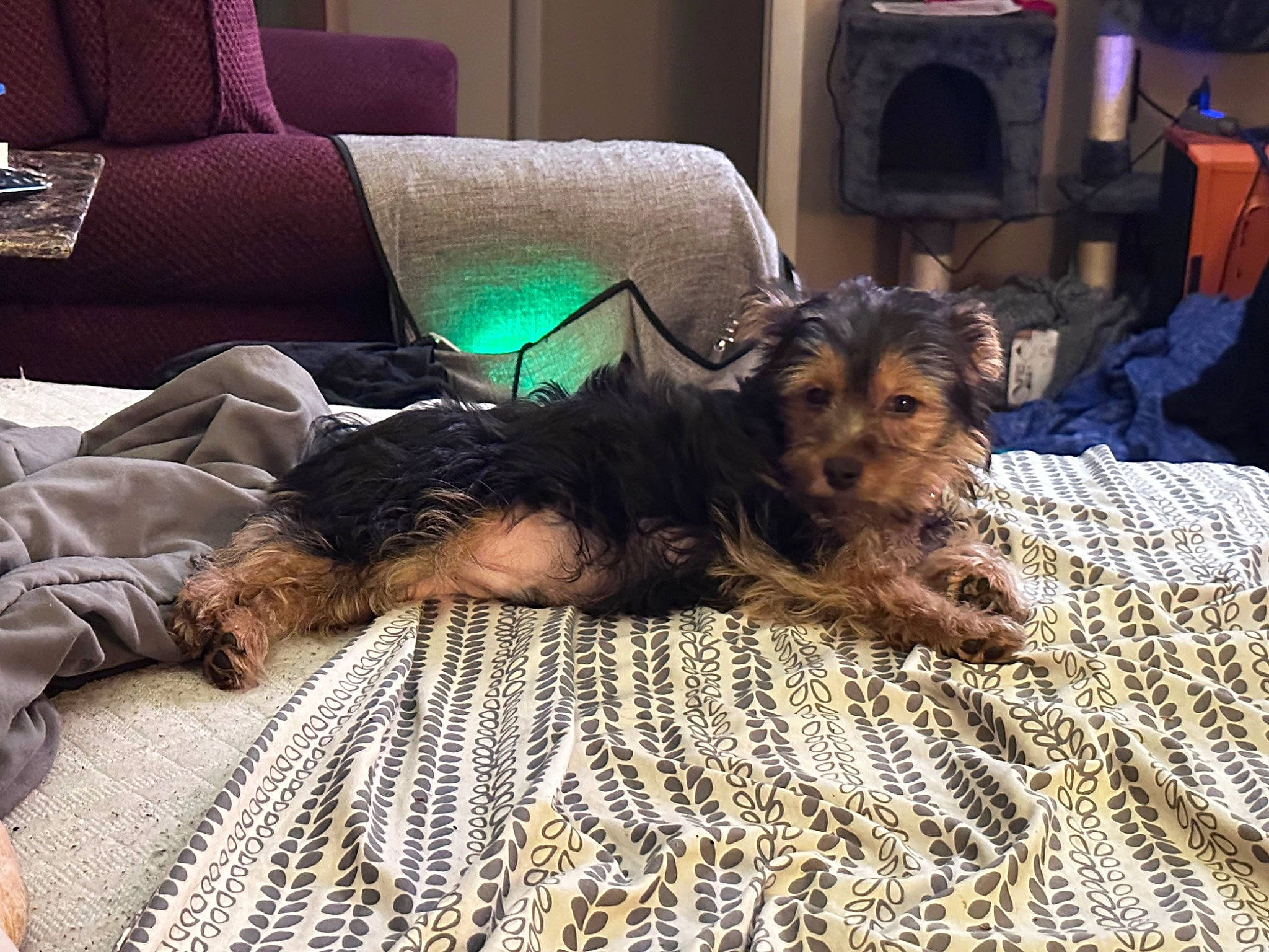 Finn is registered to the contest to win money with this photo: canidae, carnivore, comfort, companion_dog, couch, dog, dog_breed, flooring, fur, hardwood, lap, linens, living_room, room, sitting, sporting_group, terrier, toy_dog, welsh_terrier, working_animal