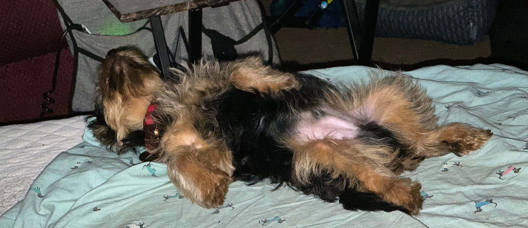 Finn is registered to the contest to win money with this photo: canidae, carnivore, comfort, companion_dog, dog, dog_breed, fawn, felidae, fur, liver, nap, paw, small_terrier, small_to_medium_sized_cats, snout, sporting_group, tail, terrier, toy_dog, yorkipoo