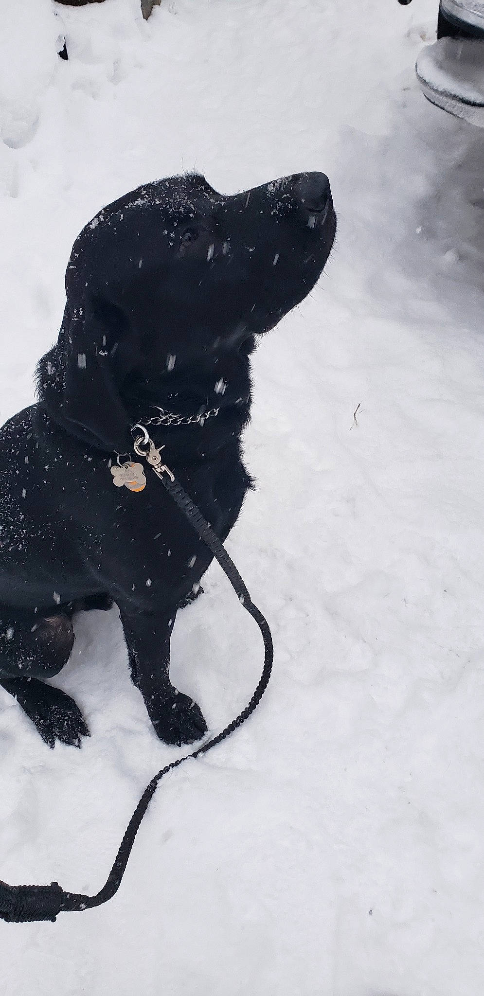 Aesop joined the competition — help win amazing prizes! beagador, black, canidae, carnivore, dog, dog_breed, flat_coated_retriever, guard_dog, labrador_retriever, retriever, snout, snow, sporting_group, winter