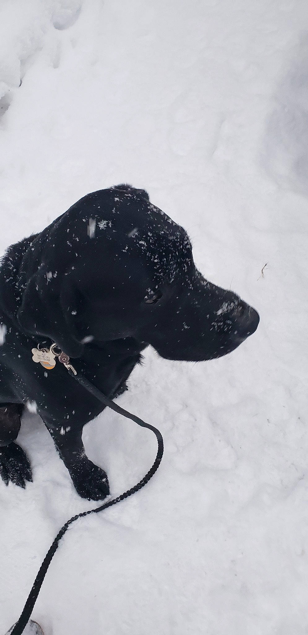 Aesop joined the competition — help win amazing prizes! black, blizzard, canidae, carnivore, dog, dog_breed, labrador_retriever, retriever, snout, snow, sporting_group, winter, winter_storm
