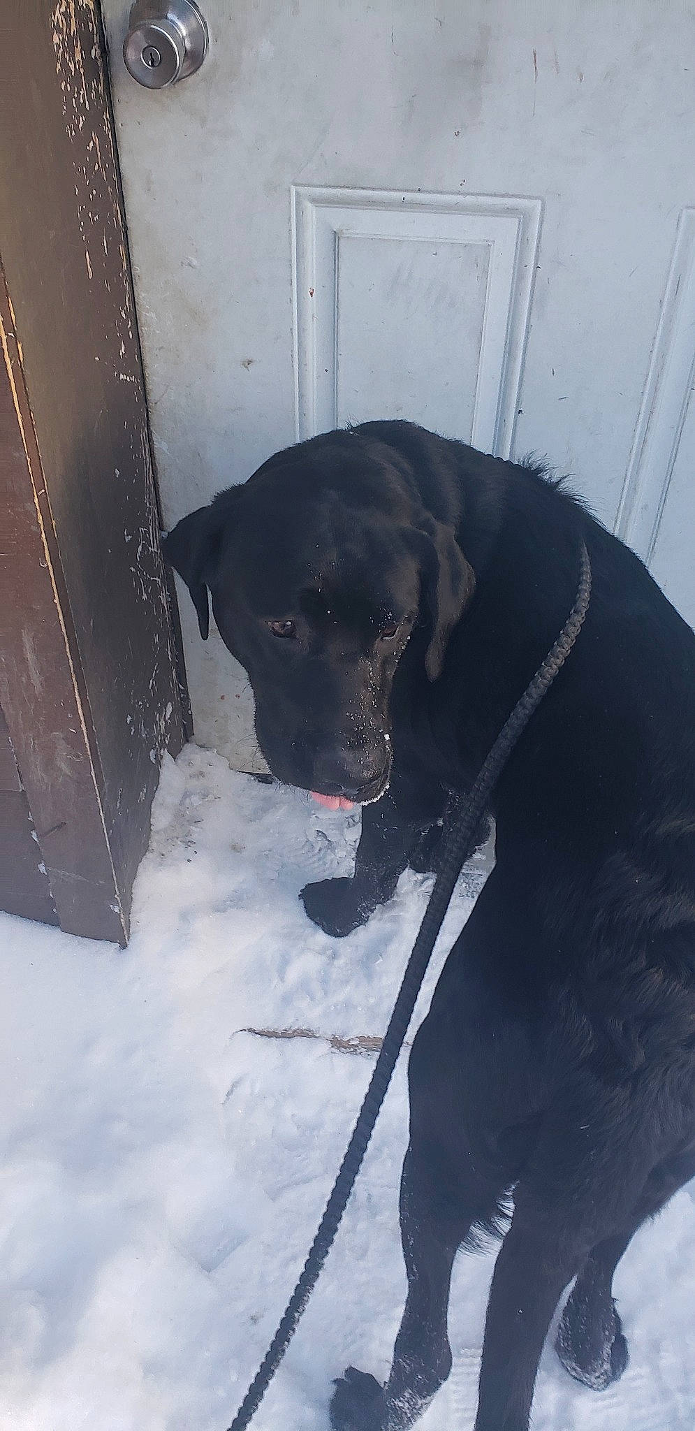 Aesop joined the competition — help win amazing prizes! beagador, borador, canidae, carnivore, dog, dog_breed, hunting_dog, labrador_retriever, patterdale_terrier, retriever, snout, snow, sporting_group