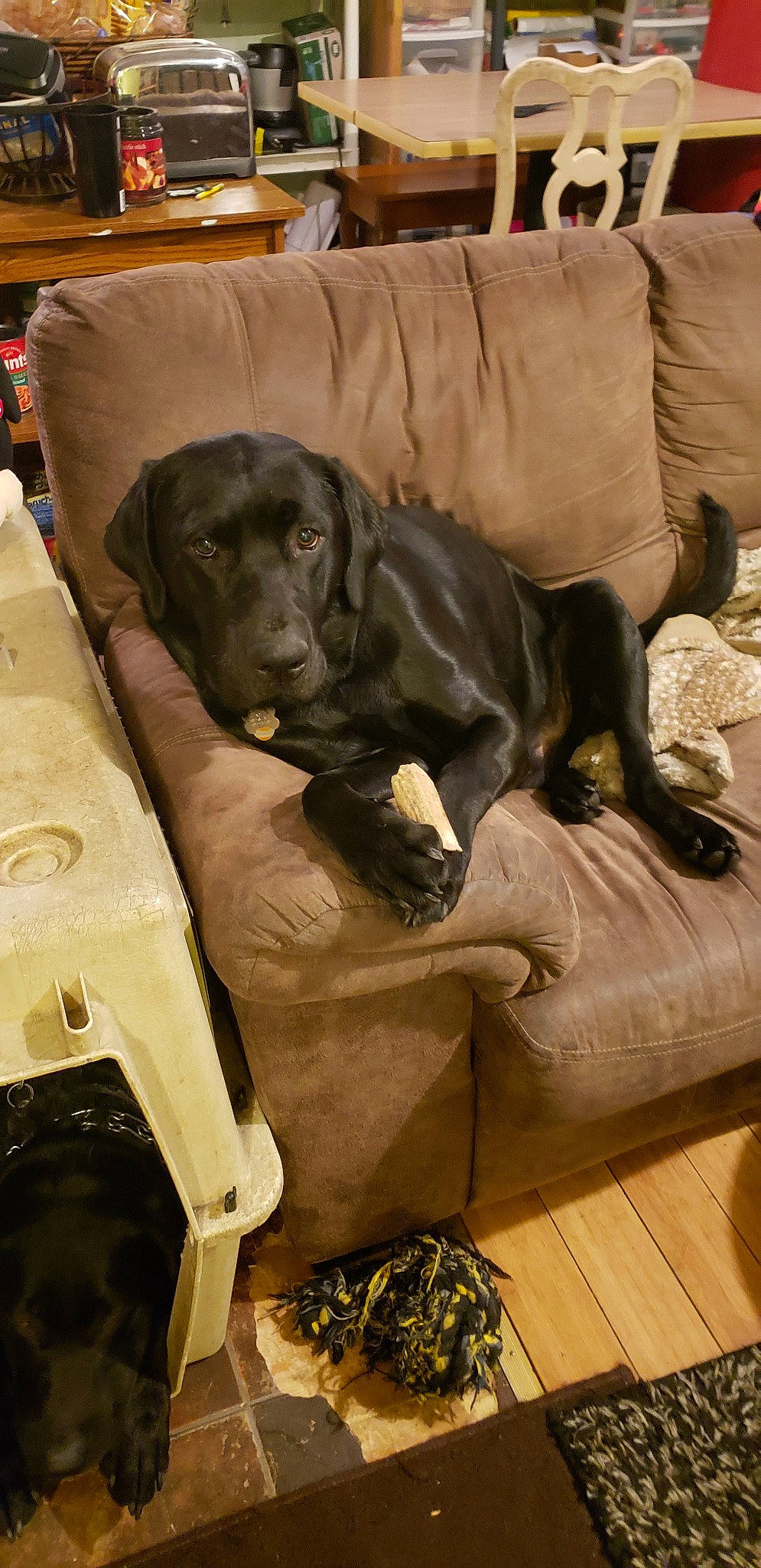 Aesop is registered to the contest to win money with this photo: canidae, carnivore, companion_dog, dog, dog_breed, labrador_retriever, pointing_breed, retriever, sporting_group, weimaraner