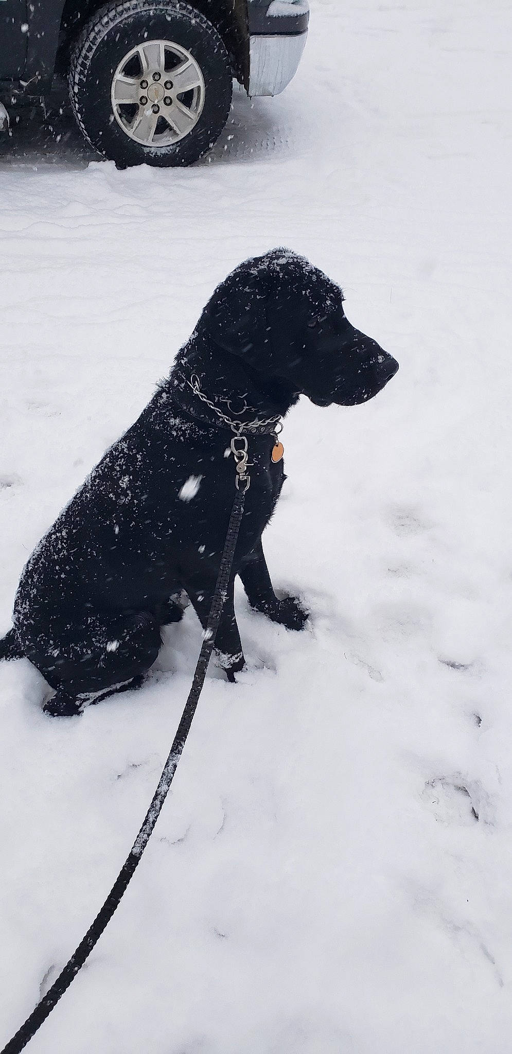 Grimm is registered to the contest to win money with this photo: canidae, carnivore, curly_coated_retriever, dog, dog_breed, flat_coated_retriever, hunting_dog, labrador_retriever, retriever, snow, sporting_group, winter