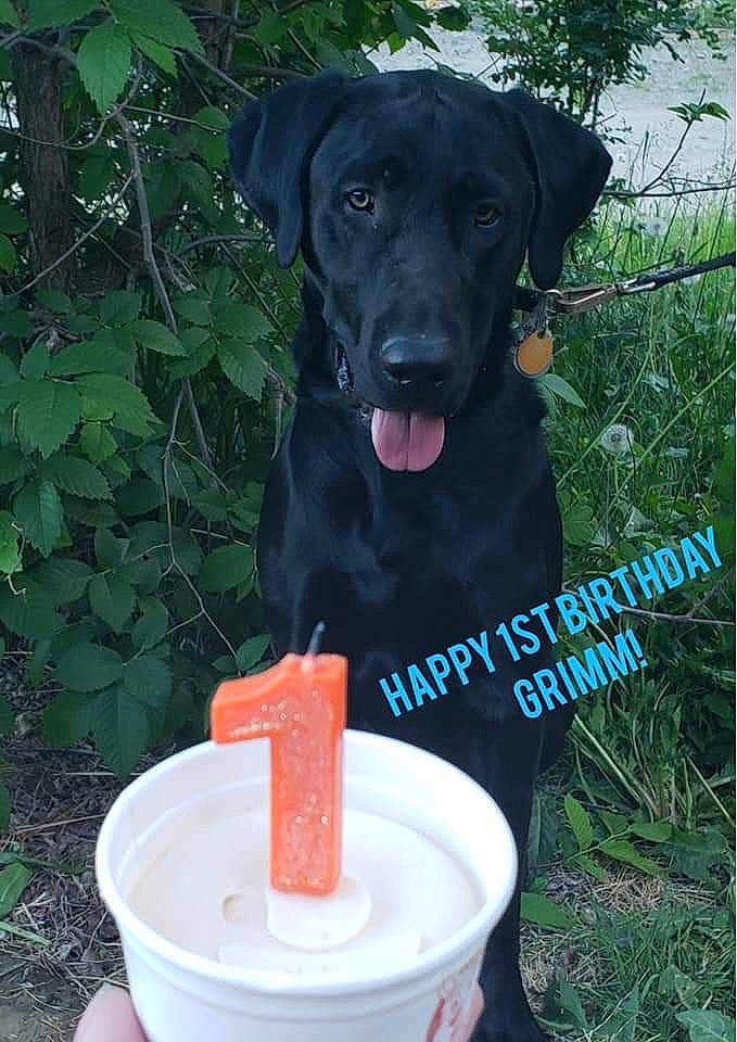 Grimm joined the competition — help win amazing prizes! canidae, carnivore, dog, dog_breed, fawn, hunting_dog, labrador_retriever, patterdale_terrier, retriever, sporting_group