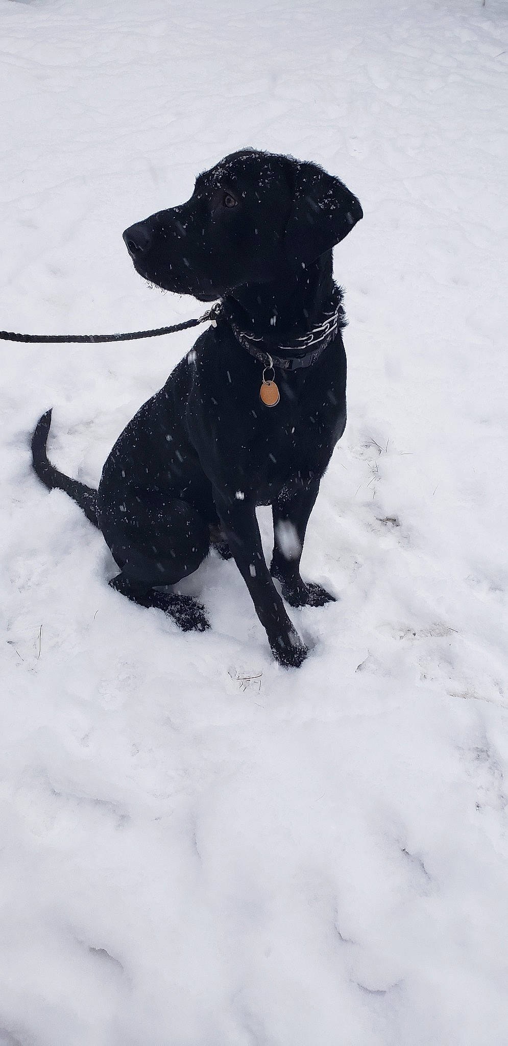 Grimm joined the competition — help win amazing prizes! beagador, borador, canidae, carnivore, dog, dog_breed, hunting_dog, labrador_retriever, patterdale_terrier, rare_breed_dog, retriever, snout, snow, sporting_group, winter