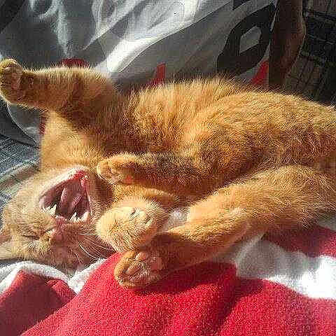 Garfield