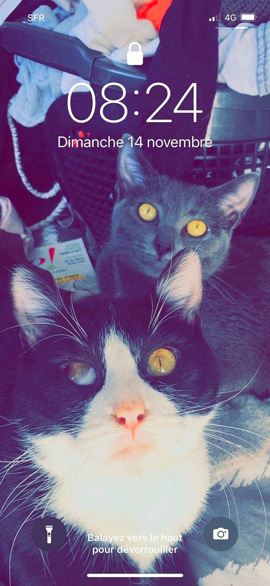 Chester a rejoint le concours — aidez-le/la à gagner de superbes lots ! carnivore, cat, creative_arts, domestic_short_haired_cat, electric_blue, felidae, font, fur, happy, mammal, organism, photo_caption, publication, small_to_medium_sized_cats, snapshot, snout, tail, vertebrate, whiskers, white